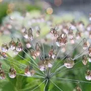 坂巻弓華 スモールアート/パリの一寸法師・リス - メルカリ