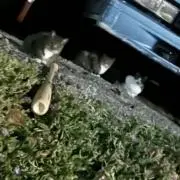 ハネハネの画像
