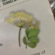 はぴはぴ