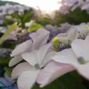 はな