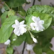 マツリカの画像