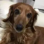 みんみんの画像