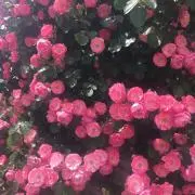 りーこ