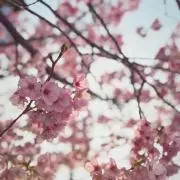 霜月 憂の画像