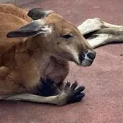 ずずずあああの画像