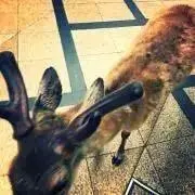 えすたの画像