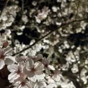 はなの画像
