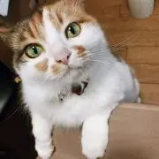 achanの画像