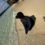 Kの画像