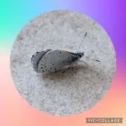 ☆あのね358∞☆の画像