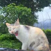 ミケ子さん