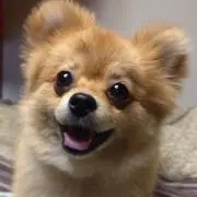 caiotoru1の画像
