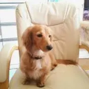 つばめ(新居引越し前につき整理中！)の画像