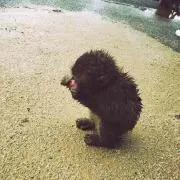 カムイムサシ