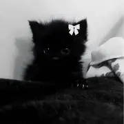 ˘ ᴗ  ̫ ᴗ ˘の画像