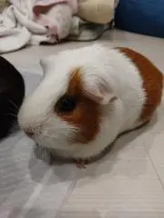 はなこ