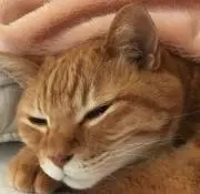 ミントの画像