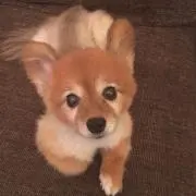 KURAGEの画像