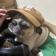 けもたろうの画像