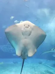 gomamisoの画像