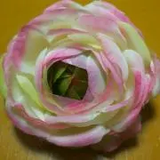 ❀*櫻ひらりの画像