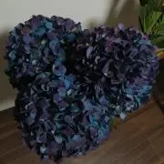 紫陽花。