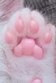 ＊みけたろぅ＊の画像