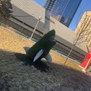 コキン
