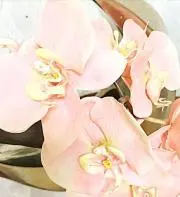ハルの画像
