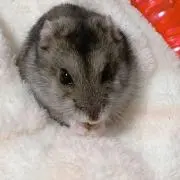 えうくん