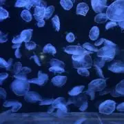 即日発送　あの画像