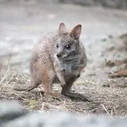 ワラビーの画像