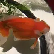 マドモアゼル