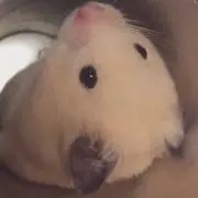 まゆ♡プロフ必読お願いしますの画像