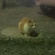 haruの画像