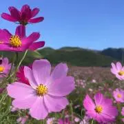 shinoの画像