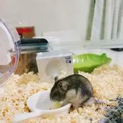 ぴーす