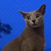 Mimi