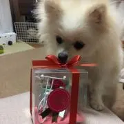 ポメ助の画像
