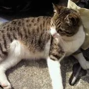 はるくま