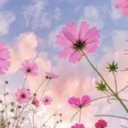 mocoの画像