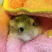 プロフご確認くださいの画像