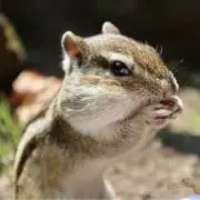 maileの画像