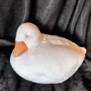 こまち※プロフ必読※の画像