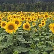 endeavorの画像