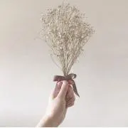 もんの画像