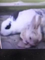 うさポンとうさピイの画像