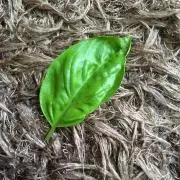 ばじる