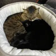ねとこの画像