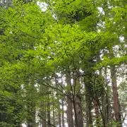 t君の画像